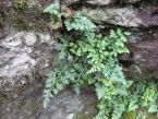 Asplenium-adiantum nigrum serpentinicole