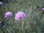 armeria arenaria