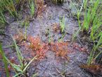 drosera intermedia