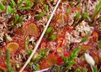 drosera rotundifolia