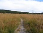 sentier linaigrette
