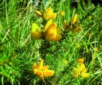 ulex minor