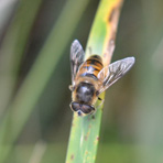 tl_files/cen_limousin/contenus/Images/Actualites/2013/juillet/syrphe.jpg