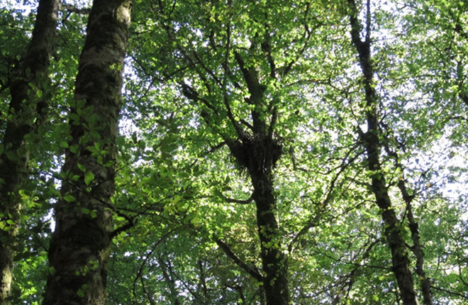 tl_files/cen_limousin/contenus/Images/Actualites/2018/11-novembre/aire_rapace_hetre.jpg