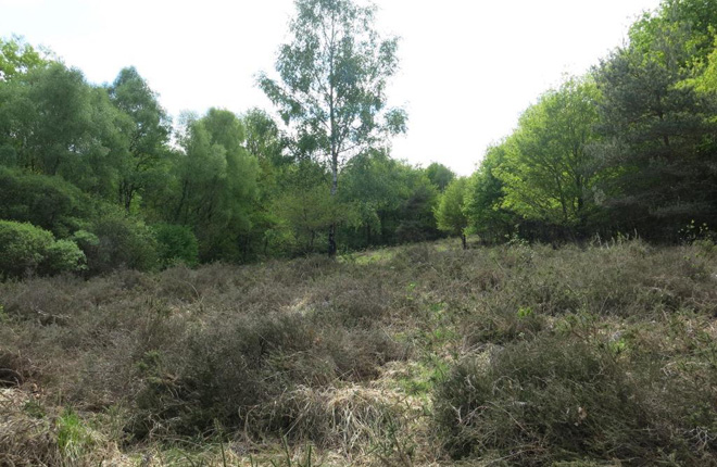 tl_files/cen_limousin/contenus/Images/Actualites/2018/11-novembre/briance_apres_travaux.jpg