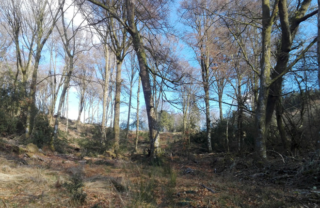 tl_files/cen_limousin/contenus/Images/Actualites/2018/11-novembre/hetraie_perusson.jpg