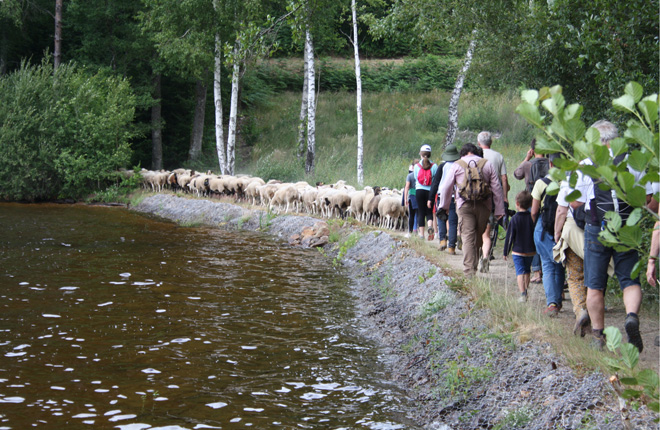 tl_files/cen_limousin/contenus/Images/Actualites/2019/08-aout/transhumance_villages_sonnailles.jpg