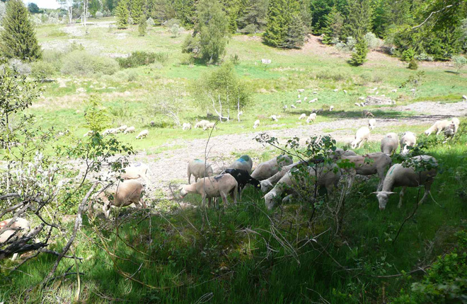 tl_files/cen_limousin/contenus/Images/Actualites/2019/11_novembre/_copie-0_VIEN_TRANSHUMANCE 1er juin 19 (141).jpg